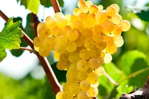 Шарелло (Чарелло)