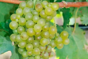 Катарратто