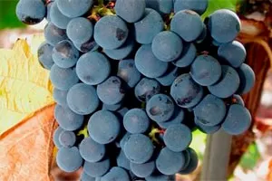 Одесский Черный