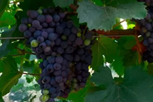 Цвайгельт Таманский