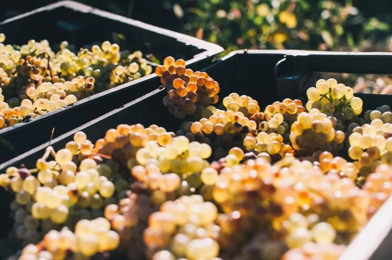 «ЗОЛОТАЯ БАЛКА» ПОЛУЧИЛА ЛИЦЕНЗИЮ ВЗГУ