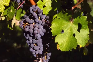 Каберне  Совиньон