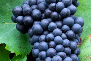 Гаме Шодене