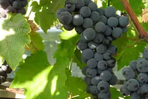 Гранатовый