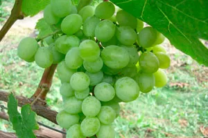 Столовые сорта