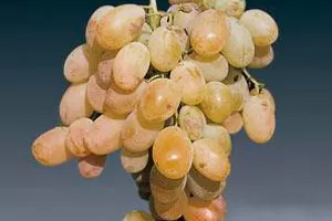 Мускат Александрийский