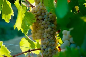 Гречетто (Грекетто)