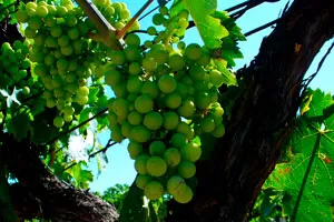 Треббьяно ди Соаве