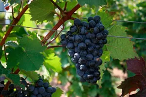 Дорнфельдер