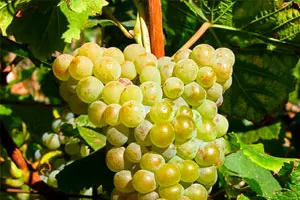 Петит Арвин (Пти Арвин)