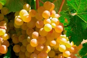 Верментино