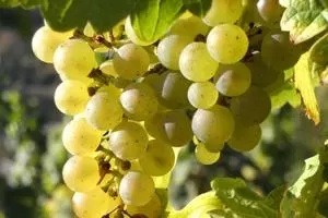 Кокур Белый