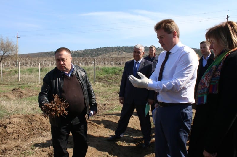 «Золотая Балка» обновляет виноградники