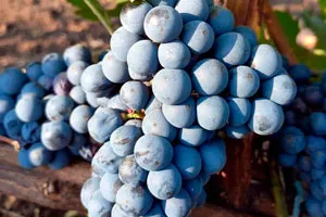 Красностоп Анапский