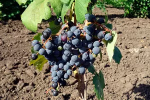 Серексия Чёрная (Рара Нягра)