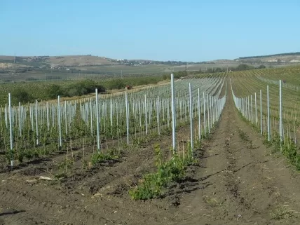 «Золотая Балка» модернизирует молодые виноградники