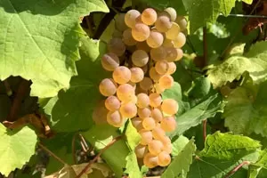 Эльзасские сорта винограда