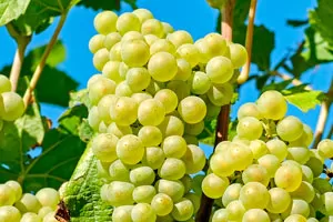 Макабео (Виура)