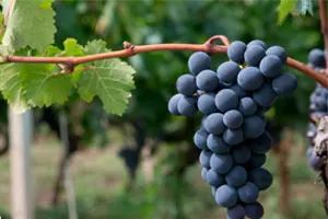 Санджовезе