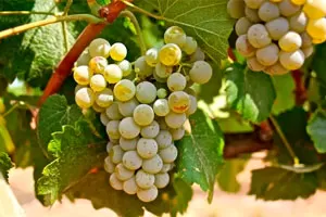 Альбариньо