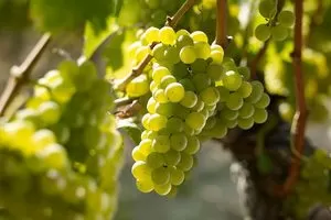 Совиньон Блан