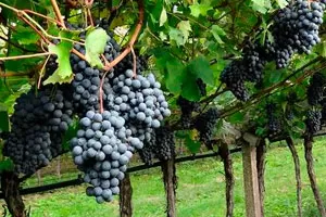 Терольдего