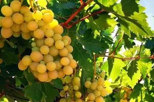 Мускат Янтарный