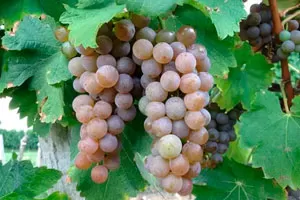 Совиньон Гри