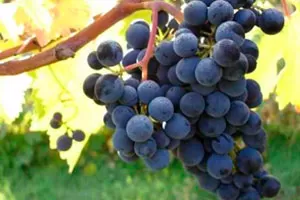 Монтепульчано