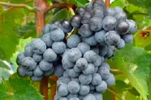 Колоре (Колорино)