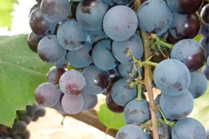 Джеват Кара