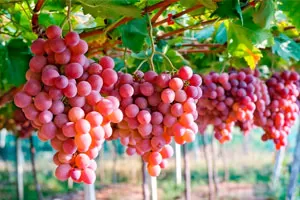 Красные сорта винограда