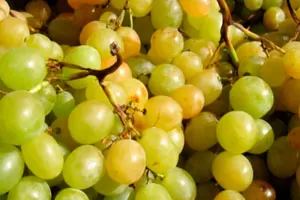 Мускатные белые сорта винограда
