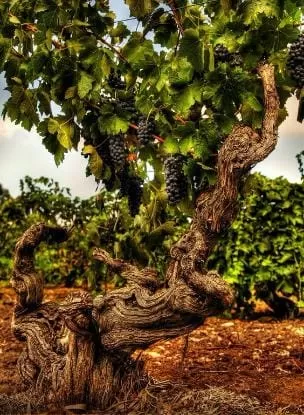 Винный натурализм: “недоброд” или прорыв в будущее?