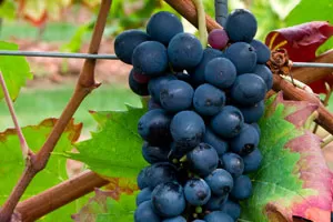 Тинта Баррока