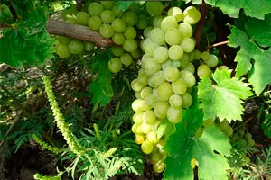 Пухляковский