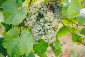 Азал (Азал Бранко)