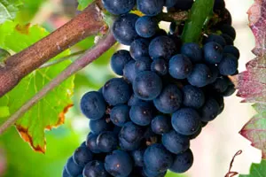 Негретт (Пти Негрет)