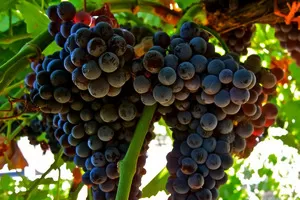 Мурведр (Монастрель)