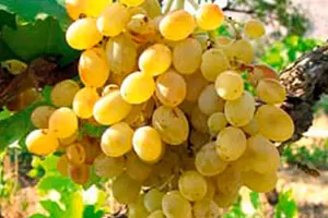 Инзолия (Ансоника)