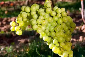 Сары Пандас