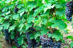 Фиолетовый ранний