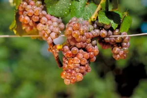 Мускат Гевюрцтраминер