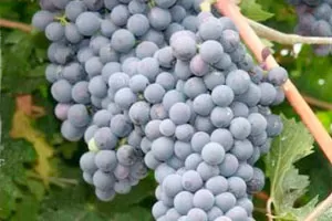 Рондинелла