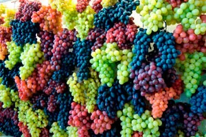 Смесь европейских и местных сортов винограда