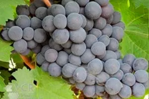 Тинта Амарела