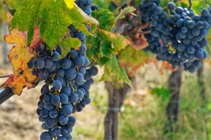 Неро д’Авола