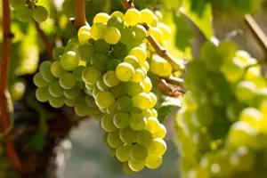 Совиньон Блан позднего сбора