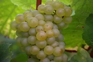 Пино Бьянко