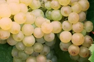 Цитрон Цюрупинский